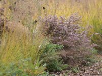 Aster (Symphyotrichum) lateriflorus var. horizontalis Prince