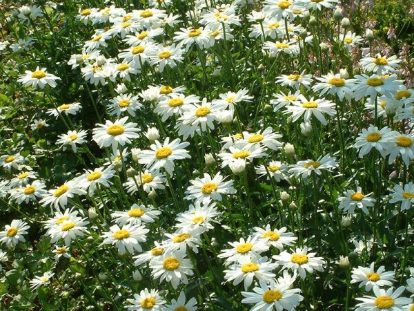 Leucanthemum vulgare Filigran