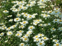 Leucanthemum vulgare Filigran