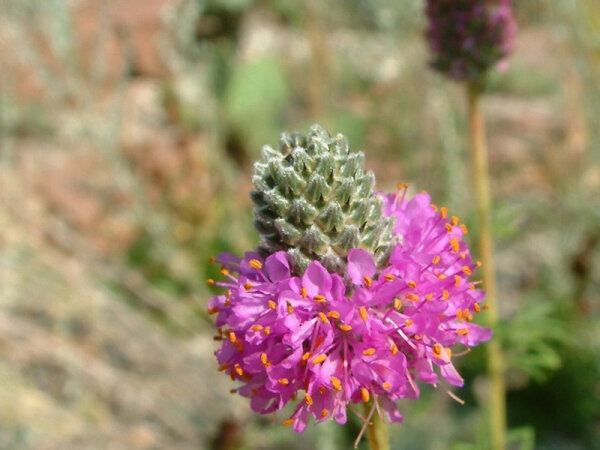 Dalea purpurea