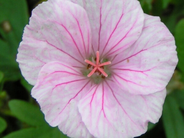 Geranium sanguineum var. striatum