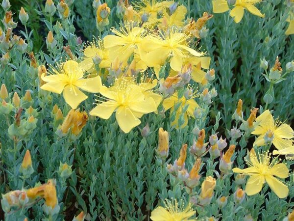 Hypericum polyphyllum Grandiflorum