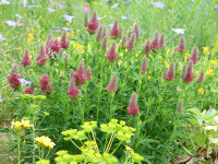 Trifolium rubens
