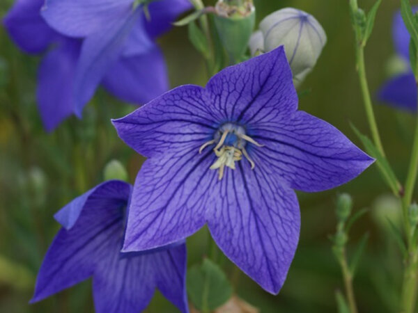 Platycodon grandiflorum Okamoto