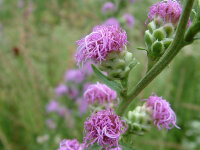 Liatris aspera