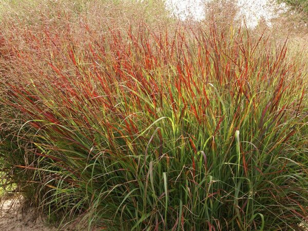 Panicum virgatum Shenandoah***