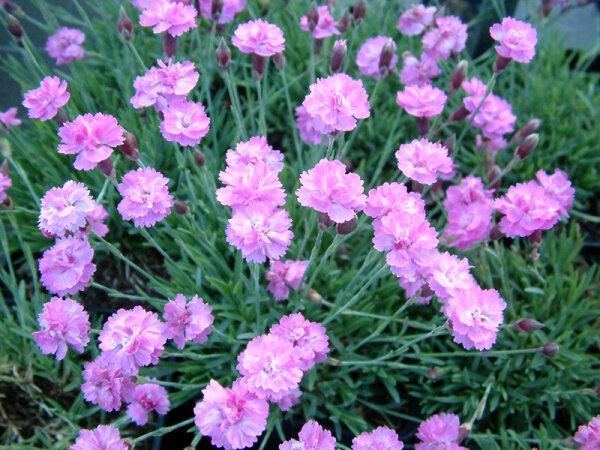 Dianthus grationopolitanus Pink Jewel