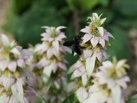Monarda punctata