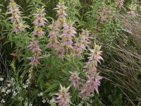 Monarda punctata