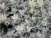 Artemisia stelleriana Mori