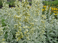 Artemisia stelleriana Mori