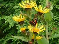 Inula racemosa Sonnenspeer