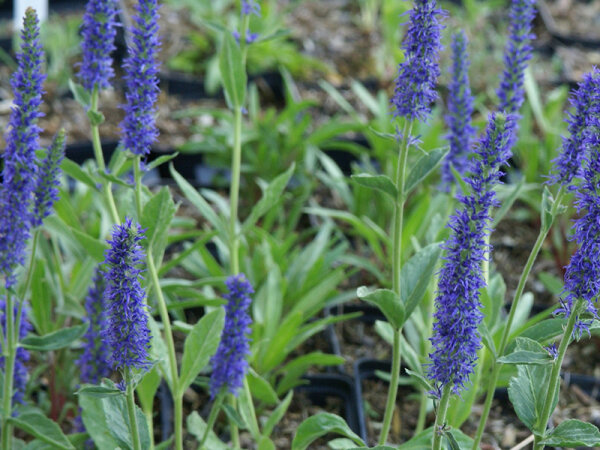 Veronica porphyriana