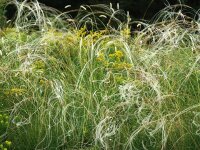 Stipa pulcherima var. nudicostata (barbata)