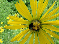 Silphium laciniatum