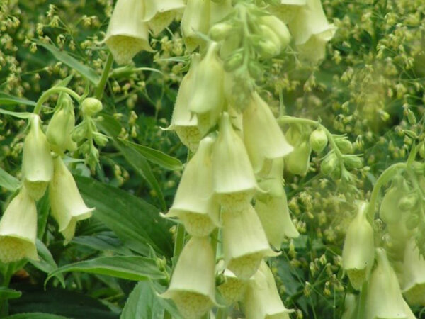 Digitalis grandiflora