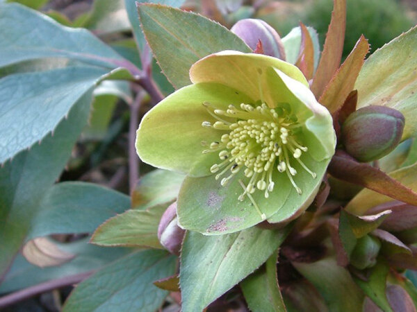 Helleborus x sternii