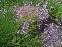 Penstemon hirsutus