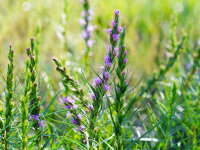 Liatris punctata