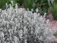 Artemisia ludoviciana Silberteppich
