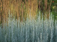Artemisia ludoviciana Silberteppich