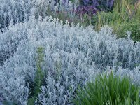 Artemisia ludoviciana Silberteppich
