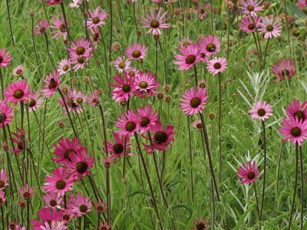 Echinacea tennesseensis