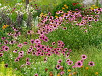 Echinacea tennesseensis