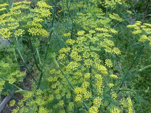 Foeniculum vulgare