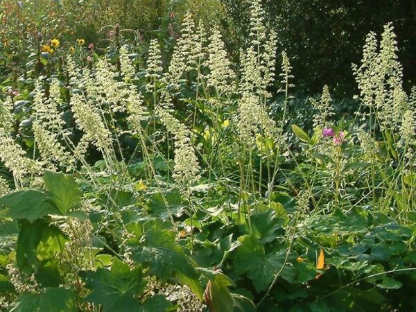 Heuchera villosa var. macrorhiza