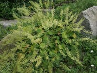 Heuchera villosa var. macrorhiza