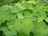 Heuchera villosa var. macrorhiza