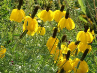 Ratibida columnifera