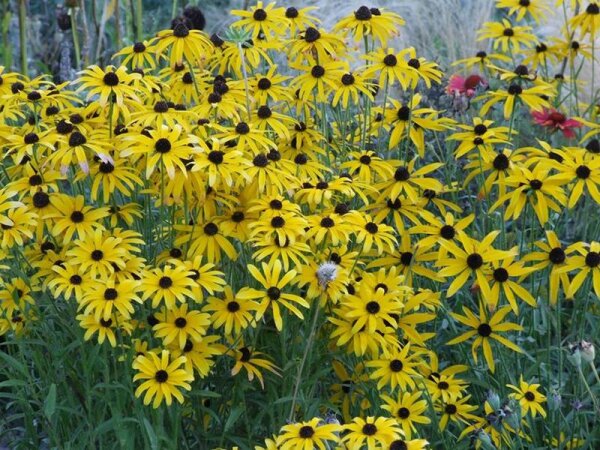 Rudbeckia missouriensis