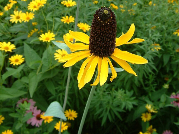 Rudbeckia maxima