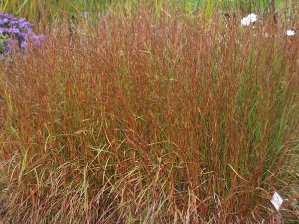 Schizachyrium scoparium Cairo