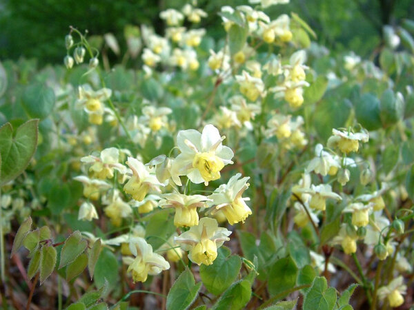 Epimedium x versicolor Sulphureum
