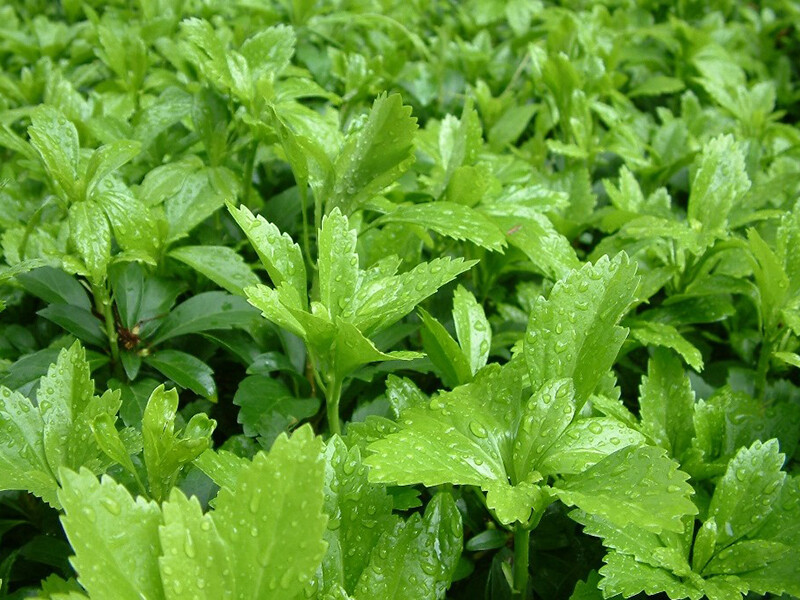 Pachysandra terminalis