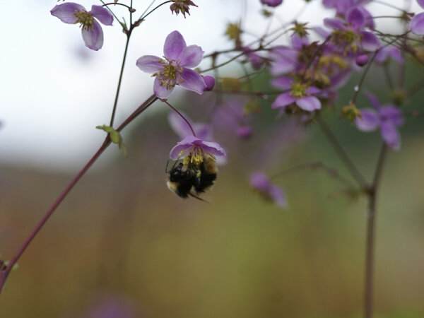 Thalictrum rochebrunnianum