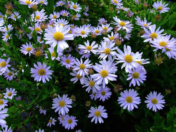 Aster incisus (Kalimeris incisa) Blue Star