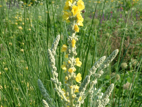 Verbascum bombyciferum