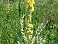 Verbascum bombyciferum Polar Summer