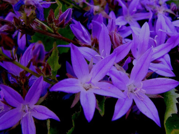 Campanula poscharskyana Stella