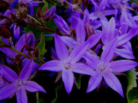 Campanula poscharskyana Stella