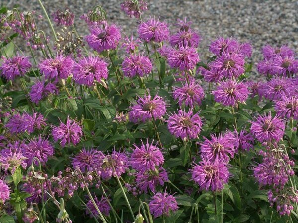 Monarda fistulosa var. menthifolia Pummel