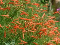 Penstemon pinifolius