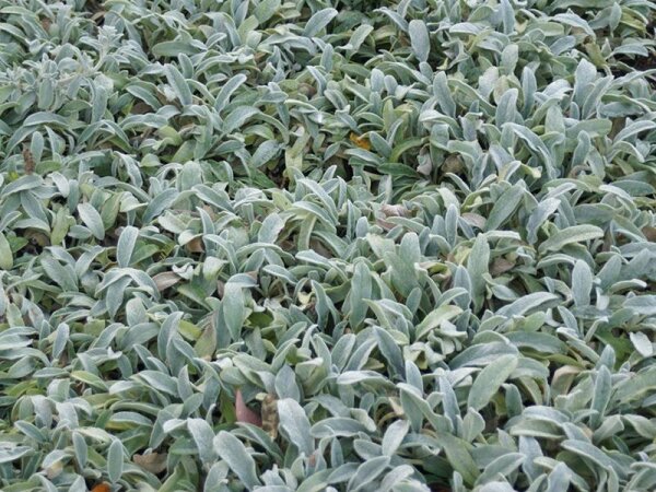 Stachys byzantina (lanata) Silver Carpet