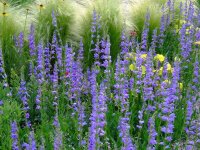 Penstemon strictus