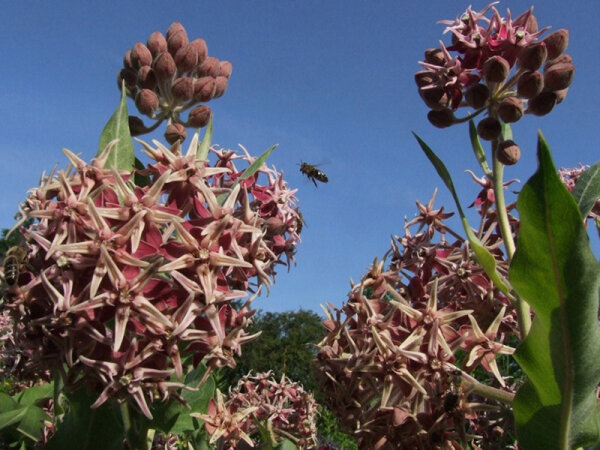 Asclepias speciosa