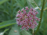 Asclepias speciosa